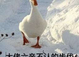 娱乐吃瓜酱鸭鸭视频大全,盘点热门视频大全