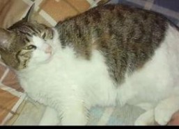 吃瓜群众视频猫咪,萌宠版“娱乐圈”幕后花絮大揭秘